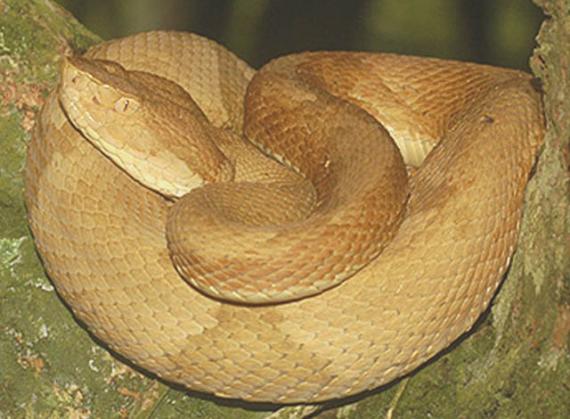 lanceheadviper_krisiun