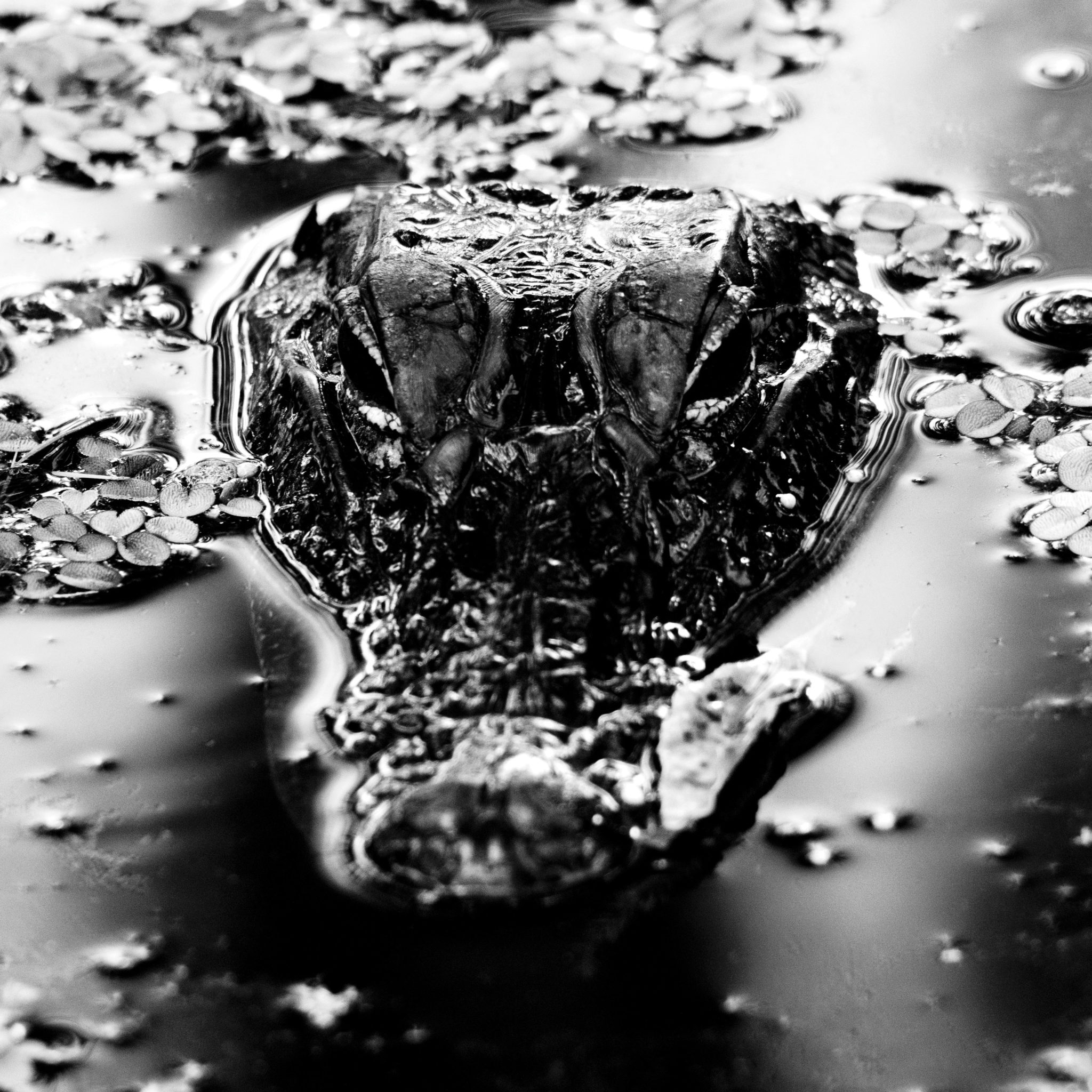 Full Album Stream Many Blessings "Emanation Body" Decibel Magazine