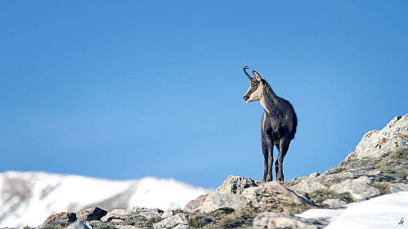 Chamois